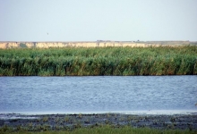 Rezervatia naturala Balta Amara poza